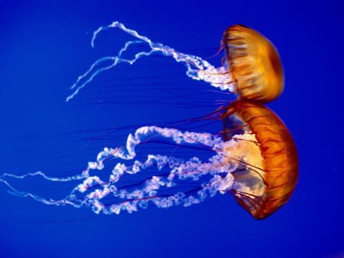 Dvojica medúz